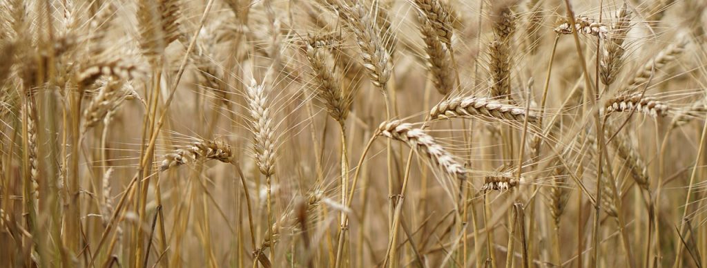 wheat field, wheat, wheat cultivation