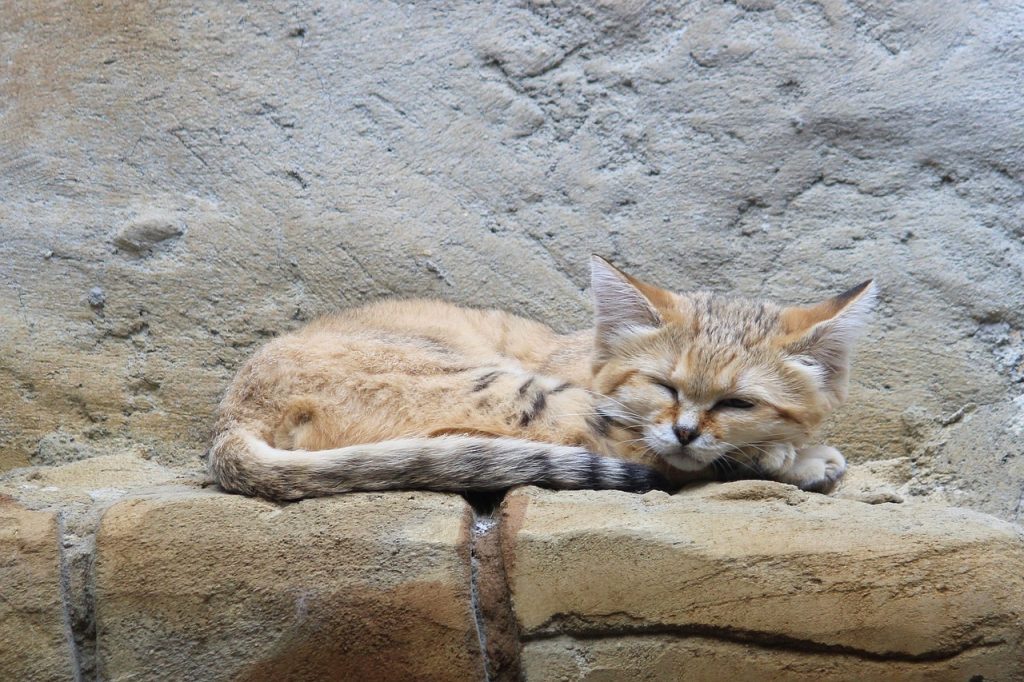 sand cat, wildcat, zoo