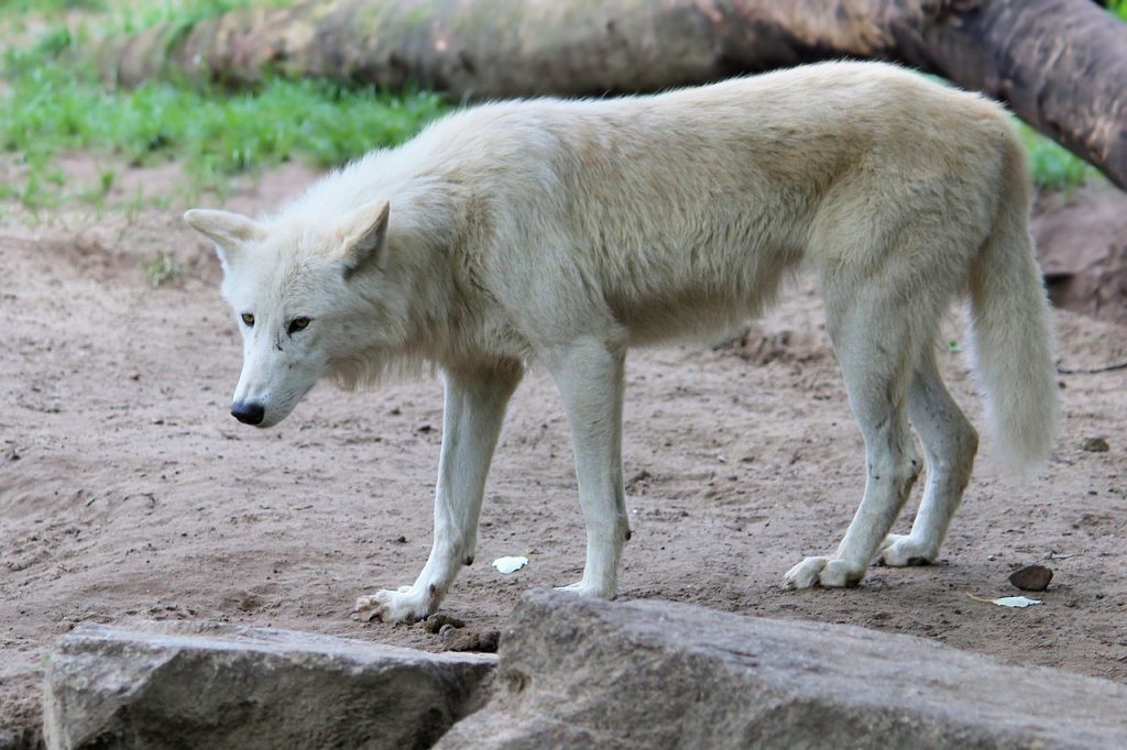 wolf, predator, animal world