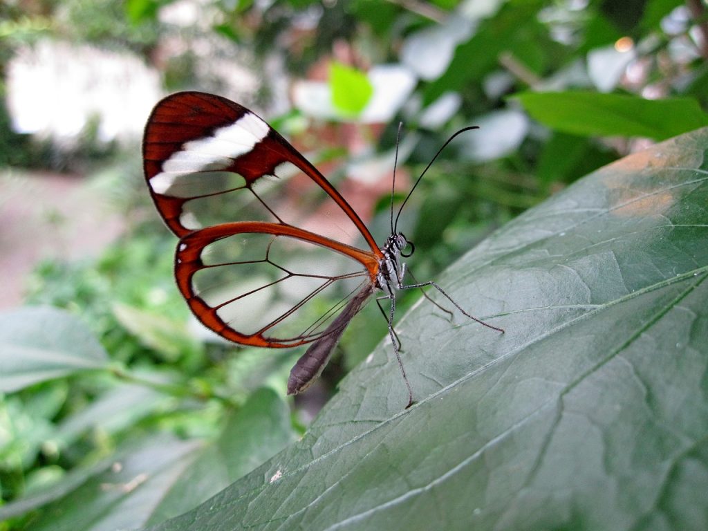 butterfly, glass wing-butterfly, haetera piera