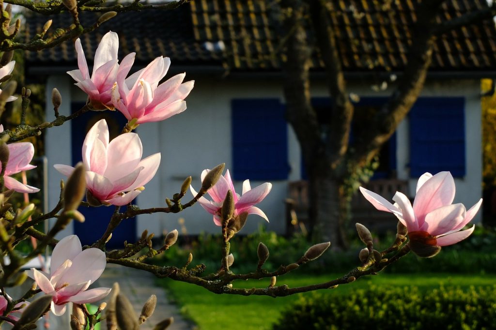 magnolia, flowers, spring